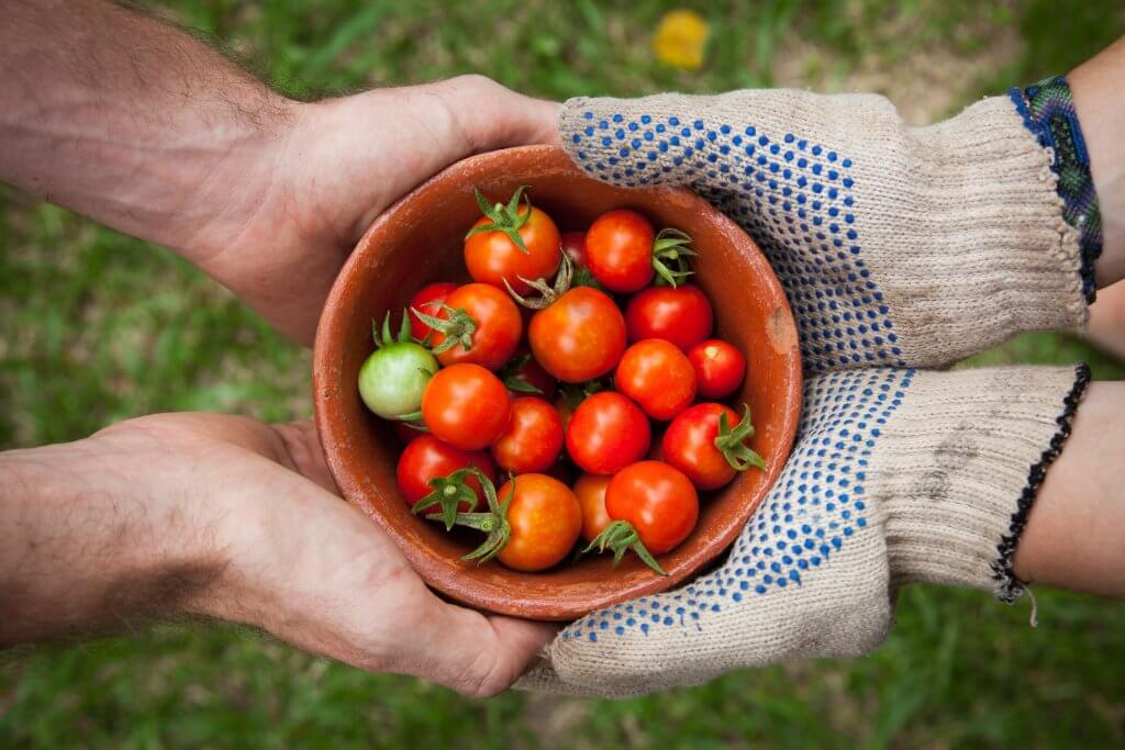 Photo of a bowl of tomatoes by Elaine Casap via Unsplash